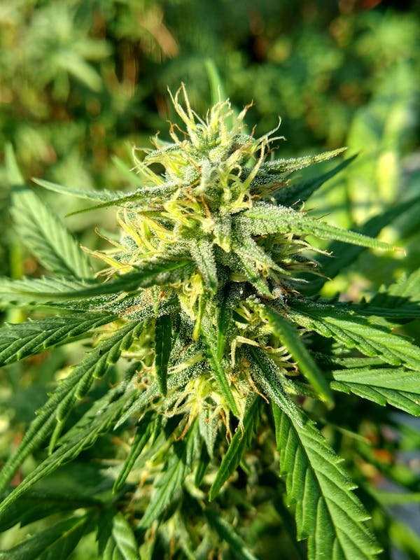 Pourquoi choisir des fleurs d'intérieur ? 5 avantages clés